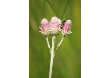 Gewöhnliches Katzenpfötchen (Antennaria dioica) - © Emanuel Trummer